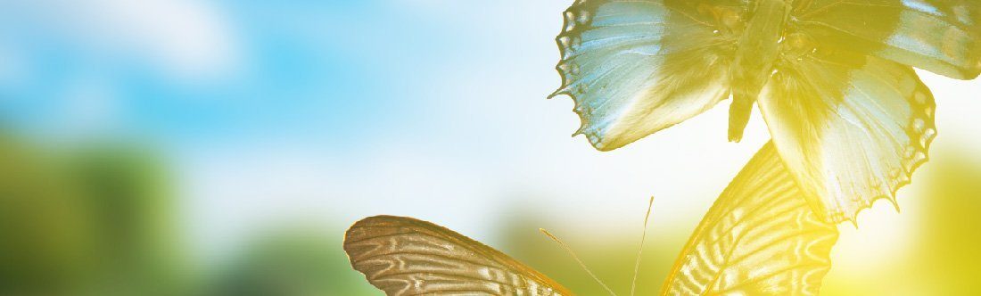 Butterfly banner
